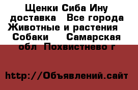 Щенки Сиба Ину доставка - Все города Животные и растения » Собаки   . Самарская обл.,Похвистнево г.
